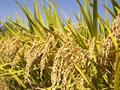 Asian rice